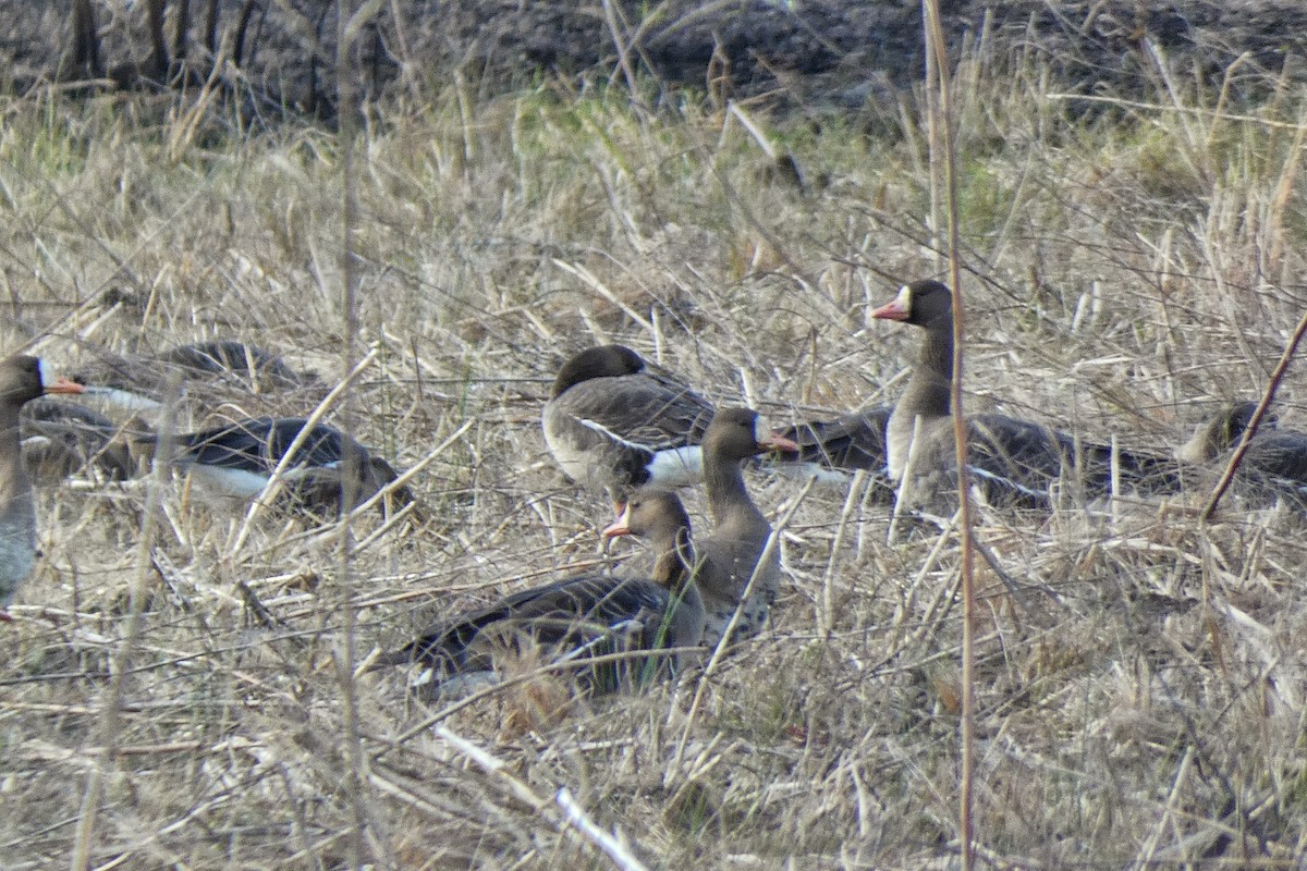 Sakarca - ML646877357