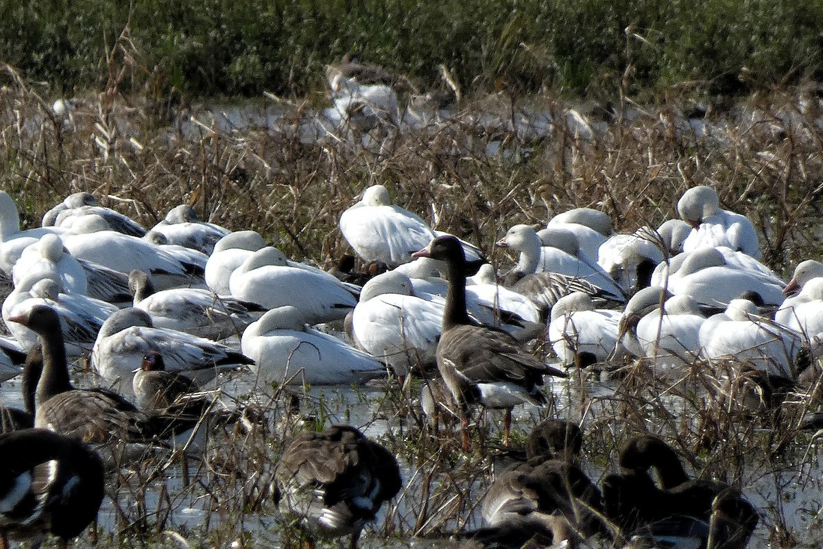 Sakarca - ML646877358