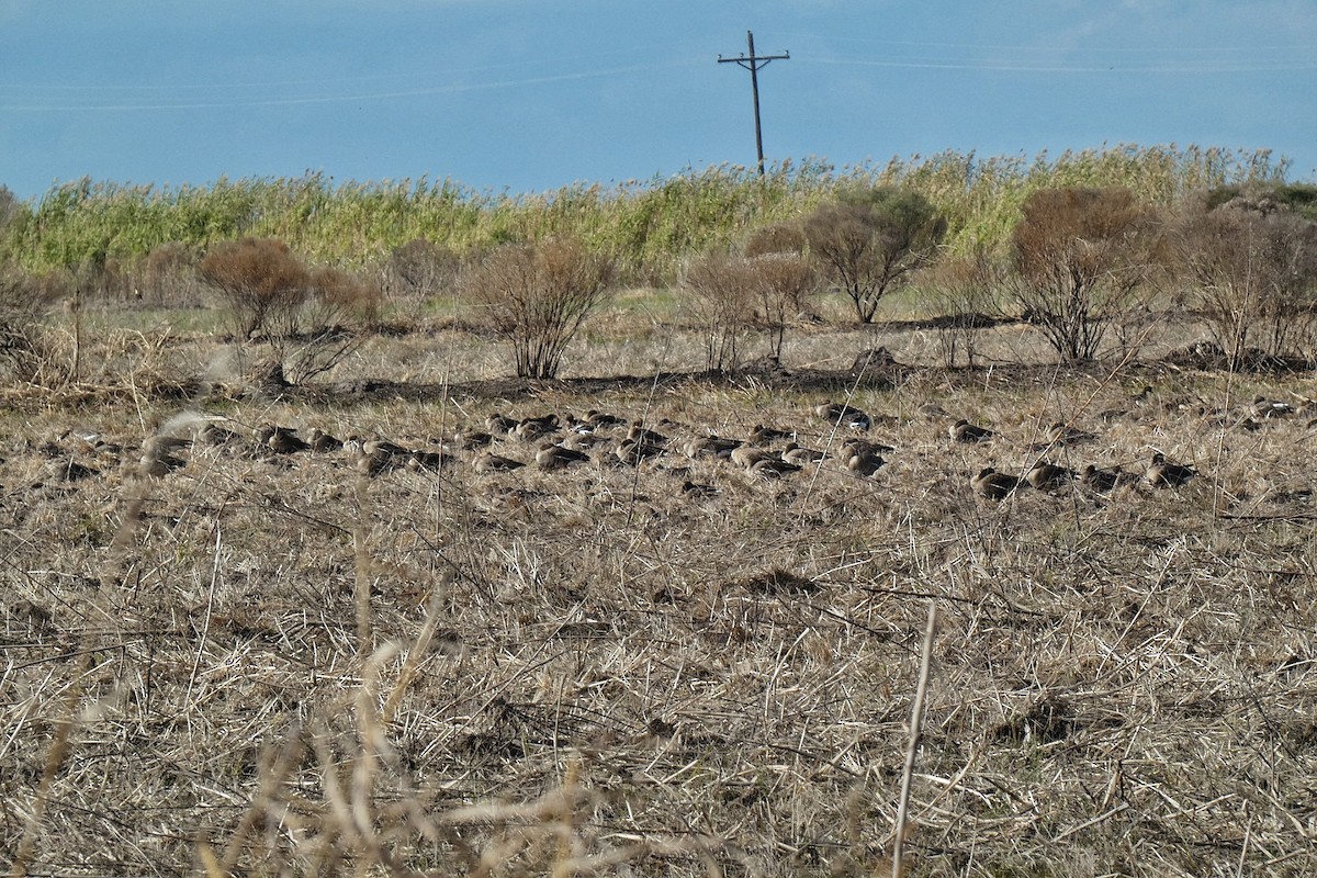 Sakarca - ML646877359