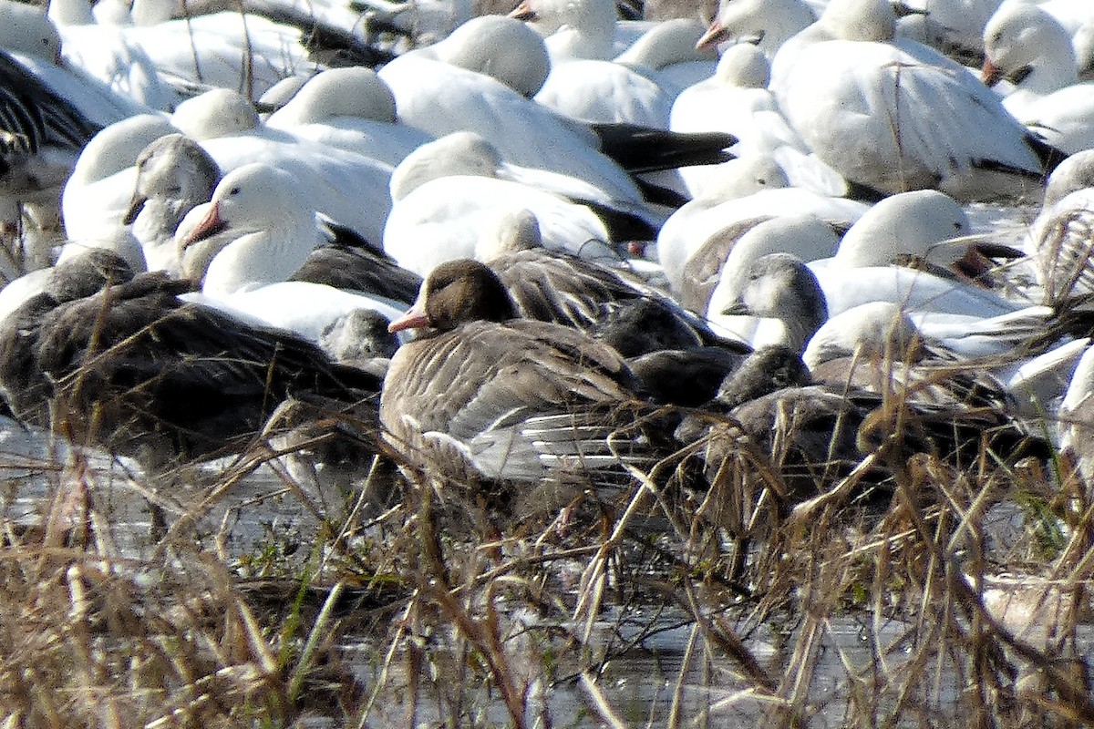 Sakarca - ML646877360