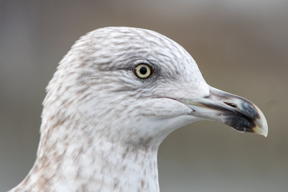 American Herring Gull - ML646877368