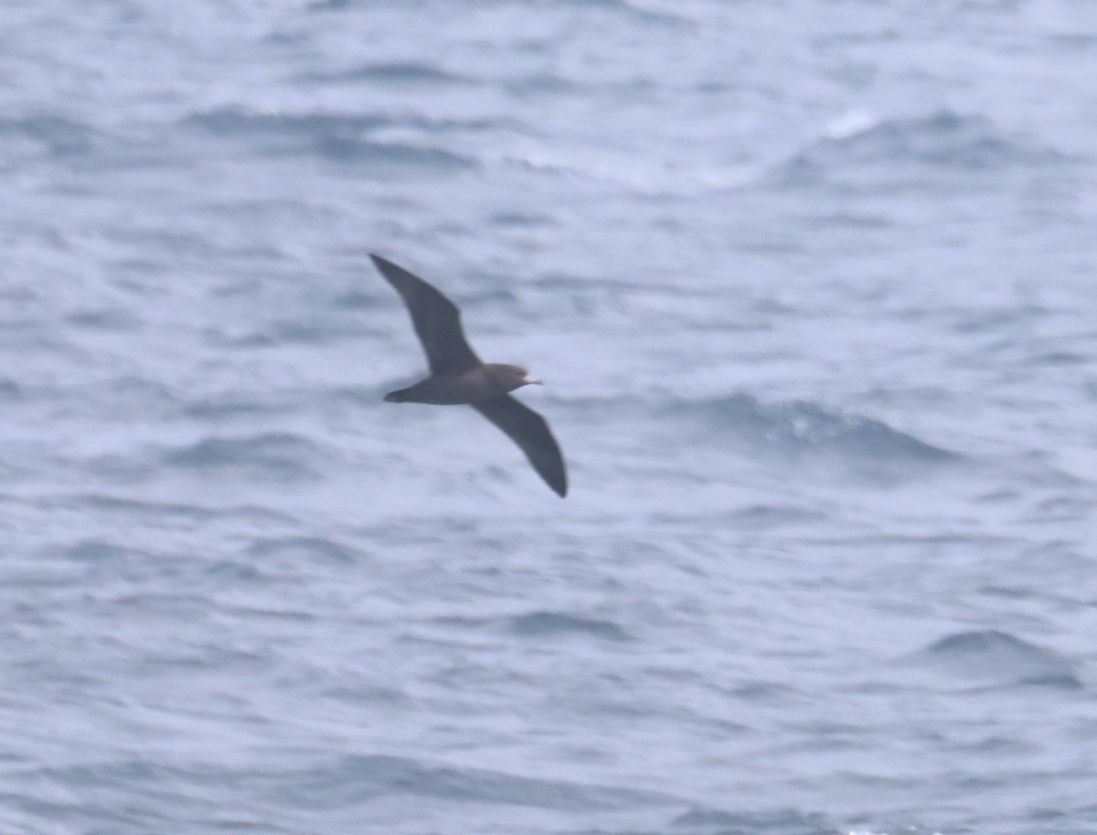 Буревісник світлоногий - ML646877370