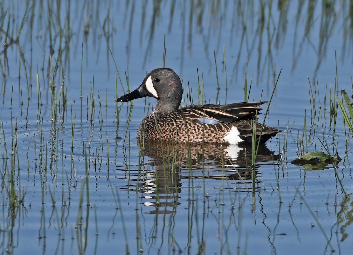 Zertzeta hegalurdina - ML646877376