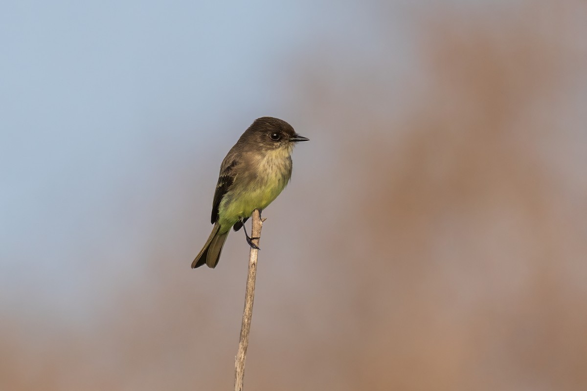 Eastern Phoebe - ML646877377