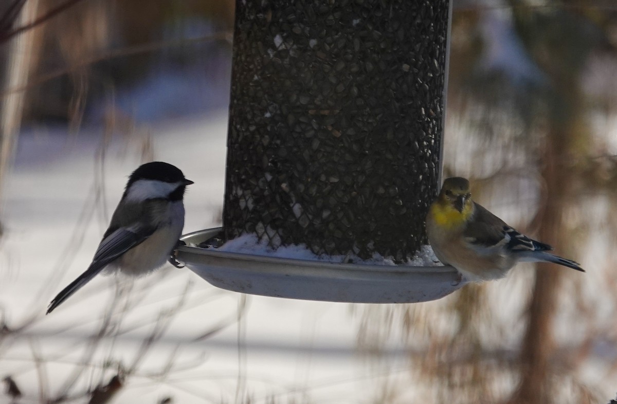 Black-capped Chickadee - ML646877378