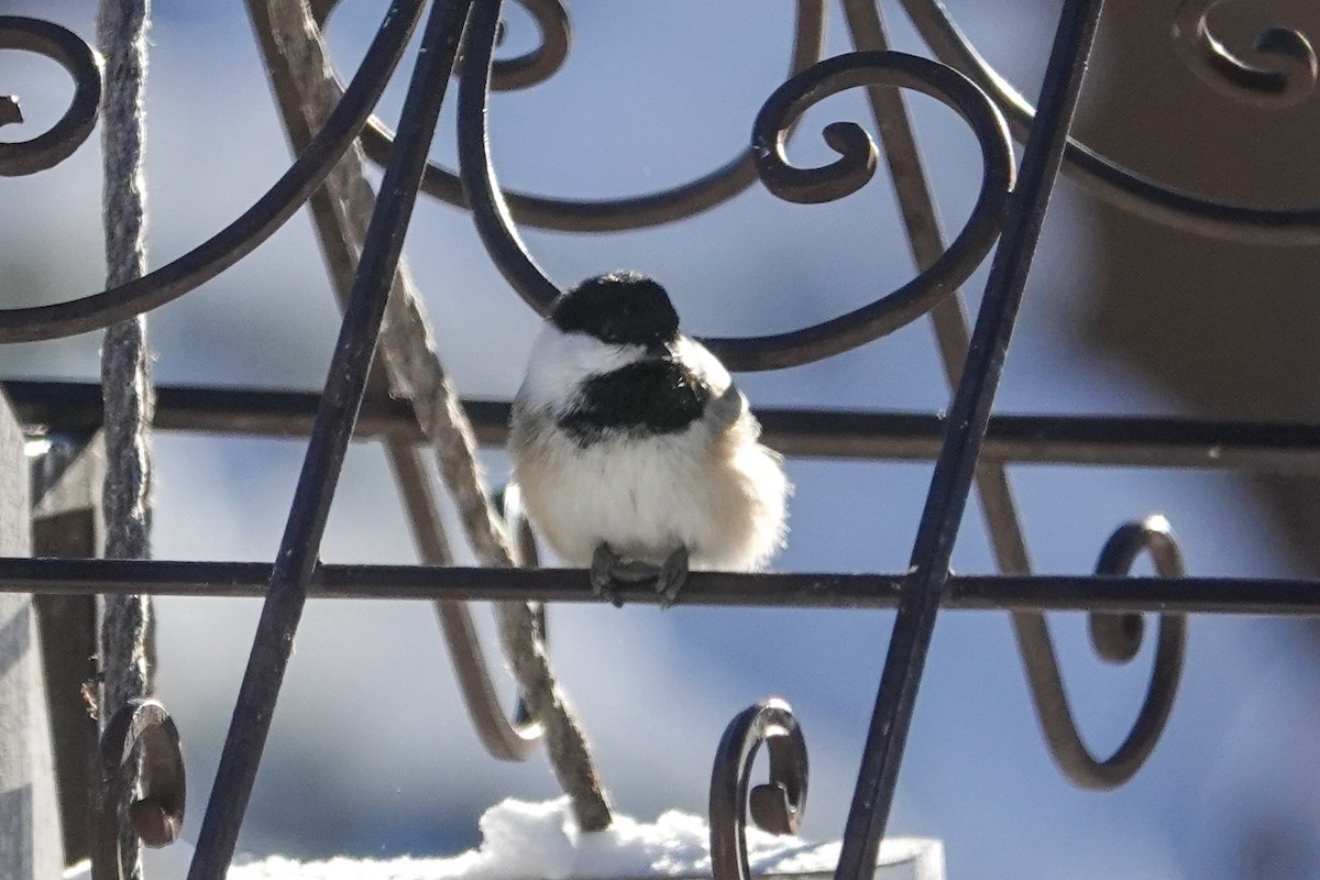 Black-capped Chickadee - ML646877379