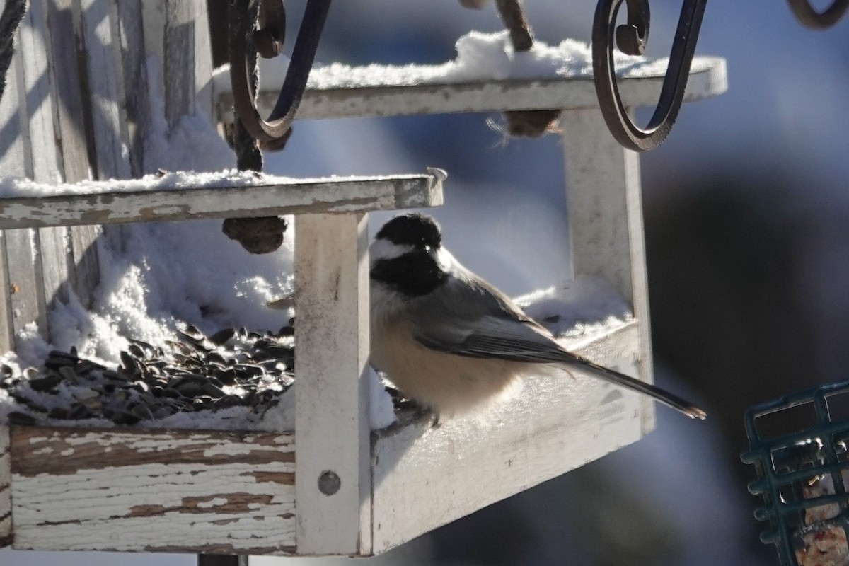 Black-capped Chickadee - ML646877380