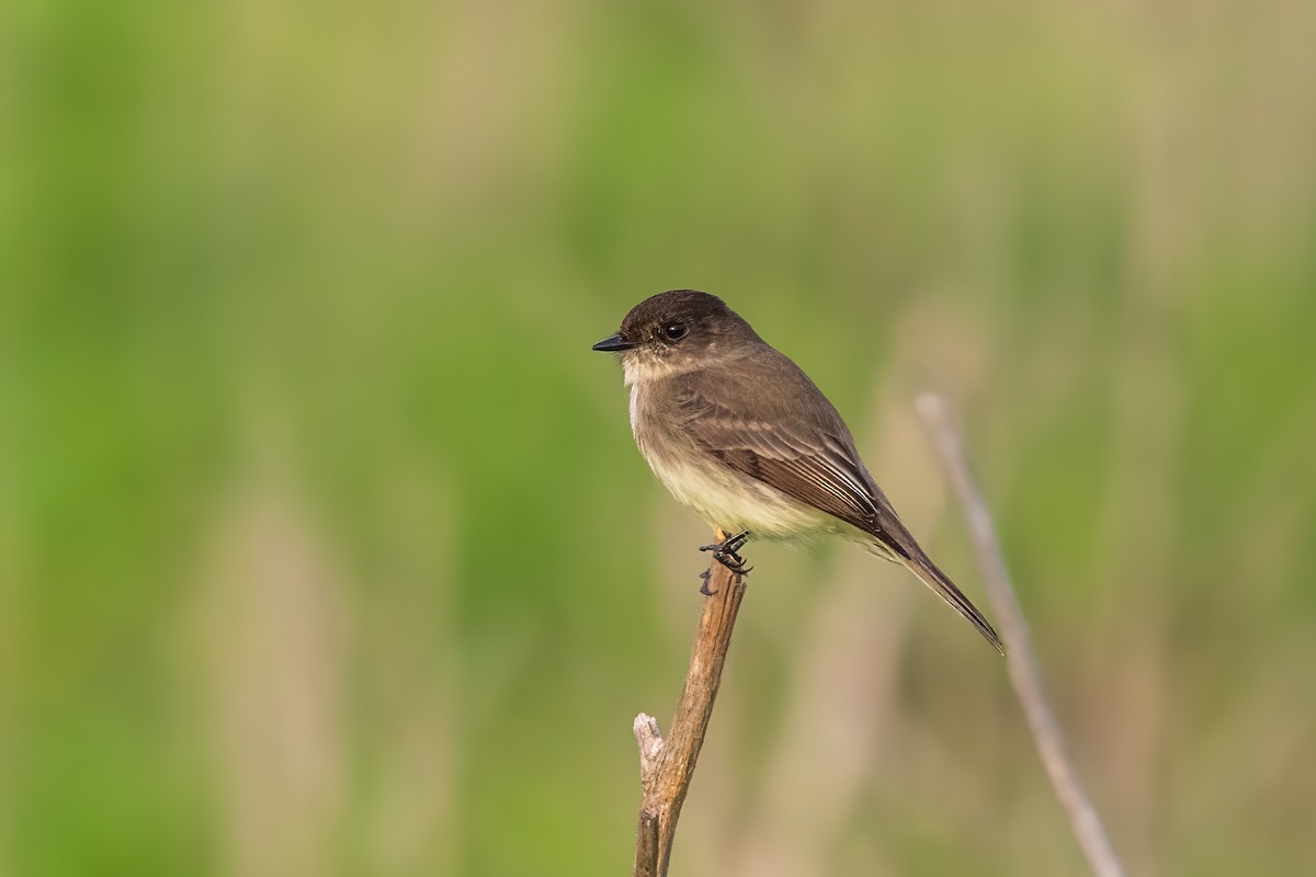 Eastern Phoebe - ML646877381
