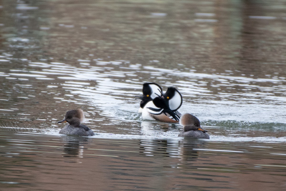 Hooded Merganser - ML646877382