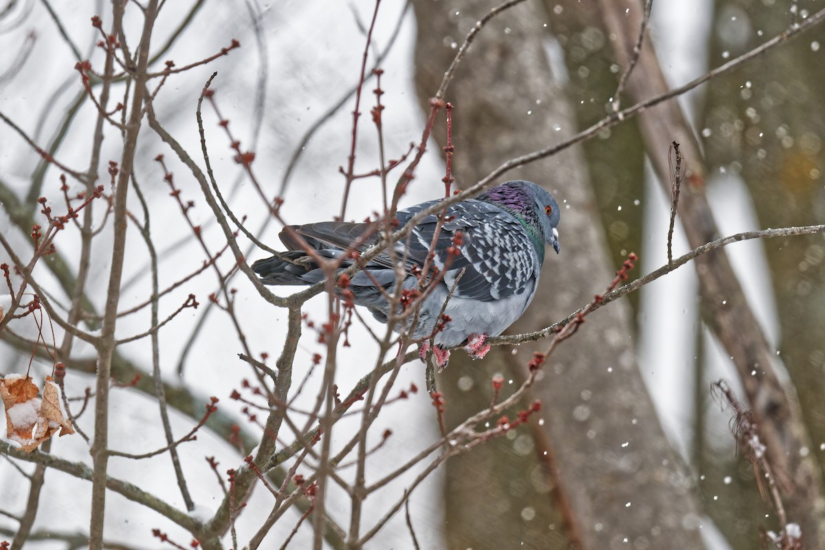 Rock Pigeon (Feral Pigeon) - ML646877383