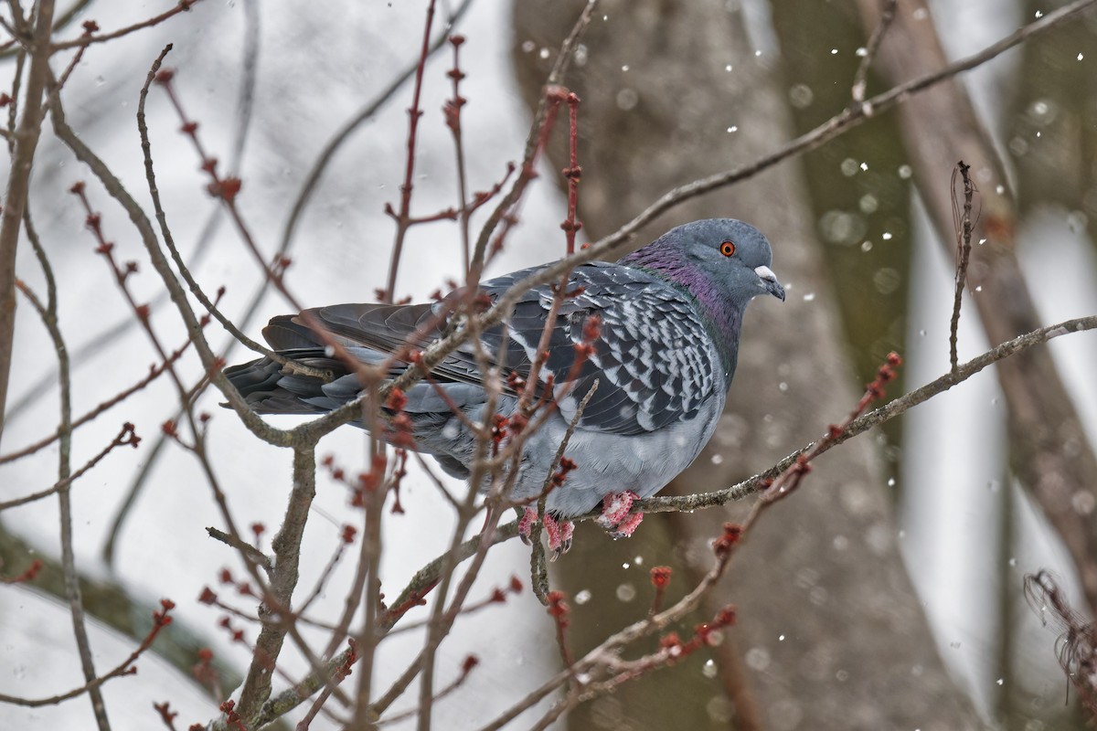 Rock Pigeon (Feral Pigeon) - ML646877384
