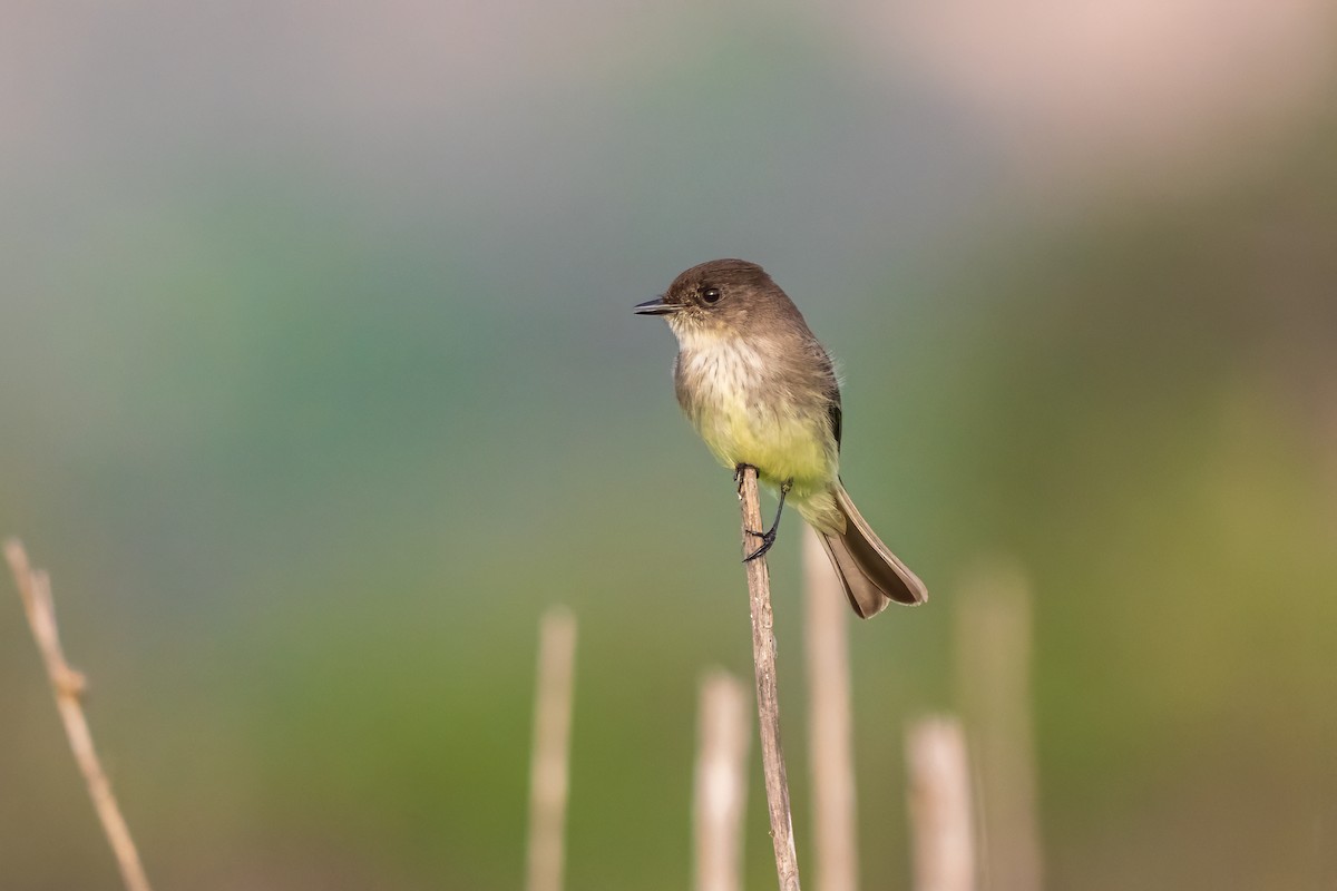 Eastern Phoebe - ML646877385