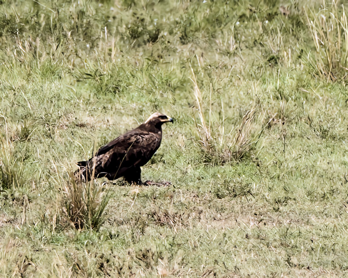 Steppenadler - ML646877395