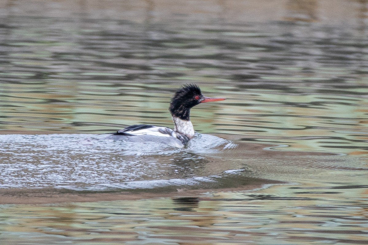 Сэвгэр бохио - ML646877401