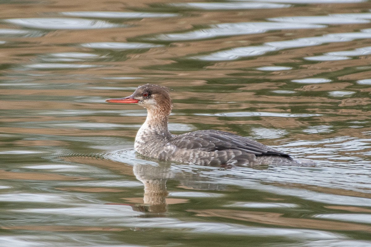 Сэвгэр бохио - ML646877402