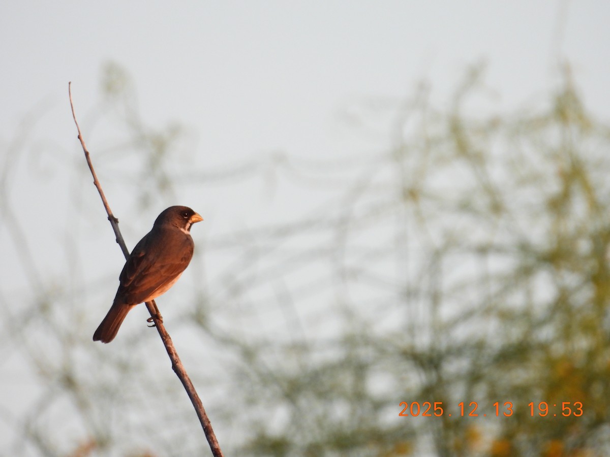 Double-collared Seedeater - ML646877403