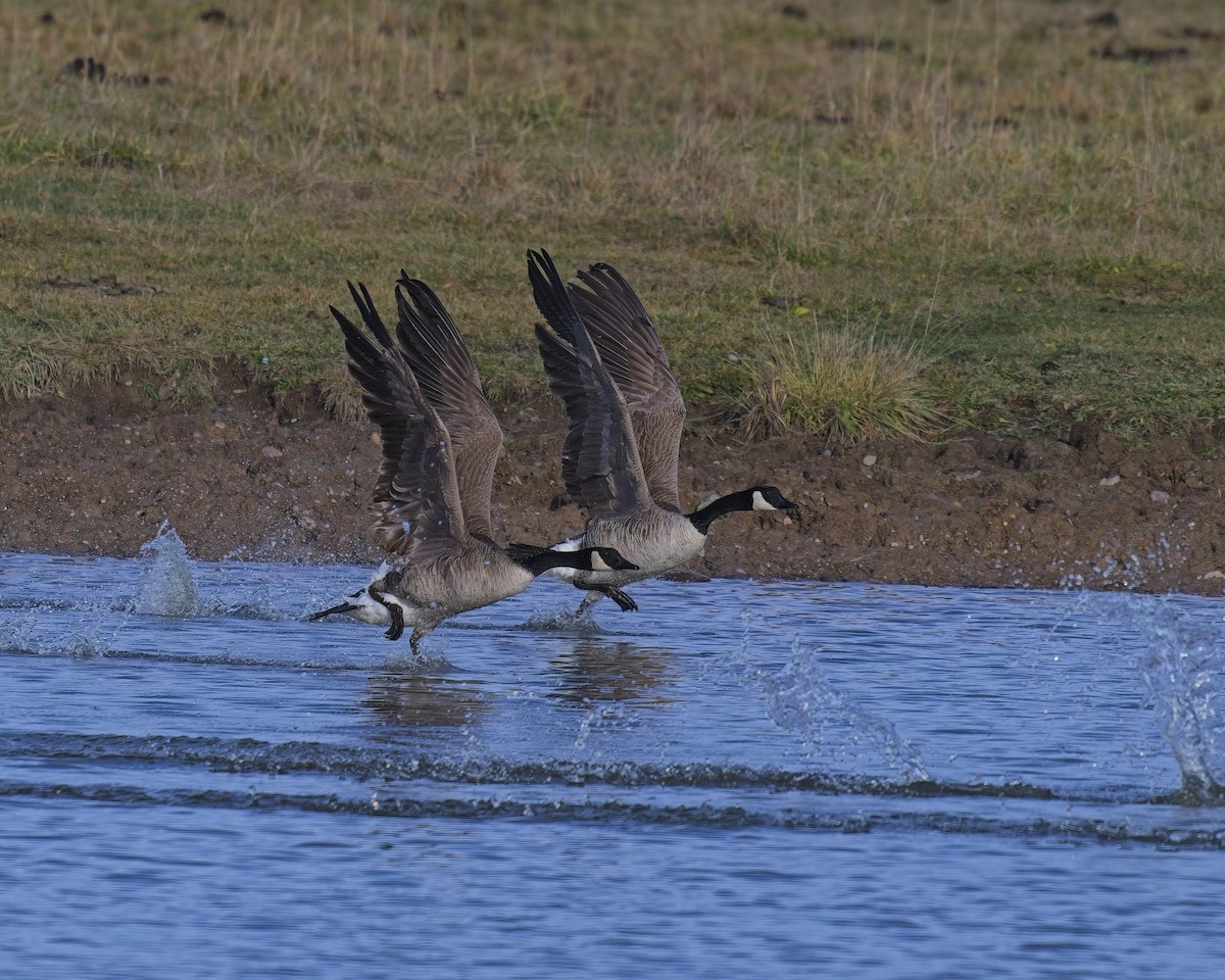 Канадская казарка - ML646877404
