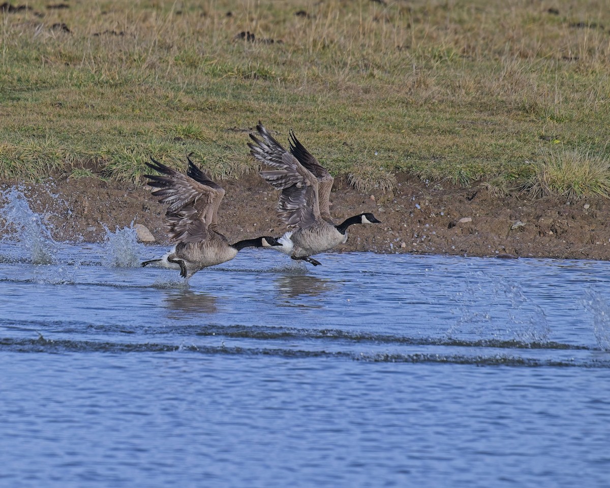Канадская казарка - ML646877405