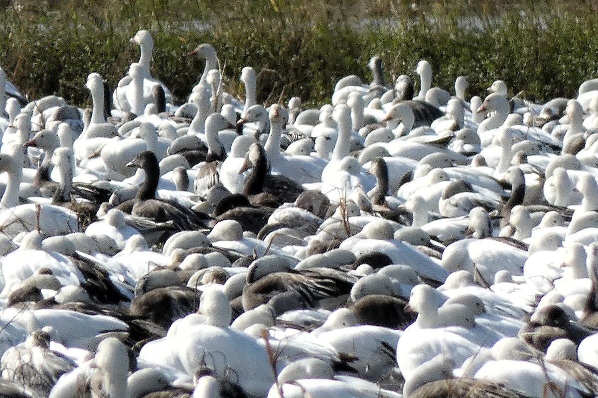 Kar Kazı - ML646877409