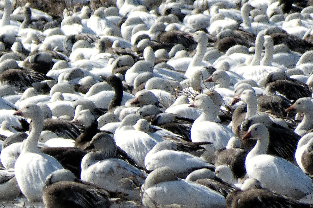 Kar Kazı - ML646877410