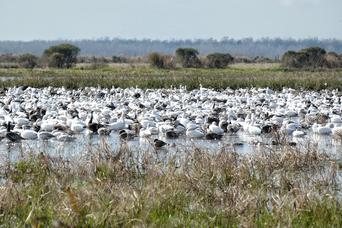 Kar Kazı - ML646877411