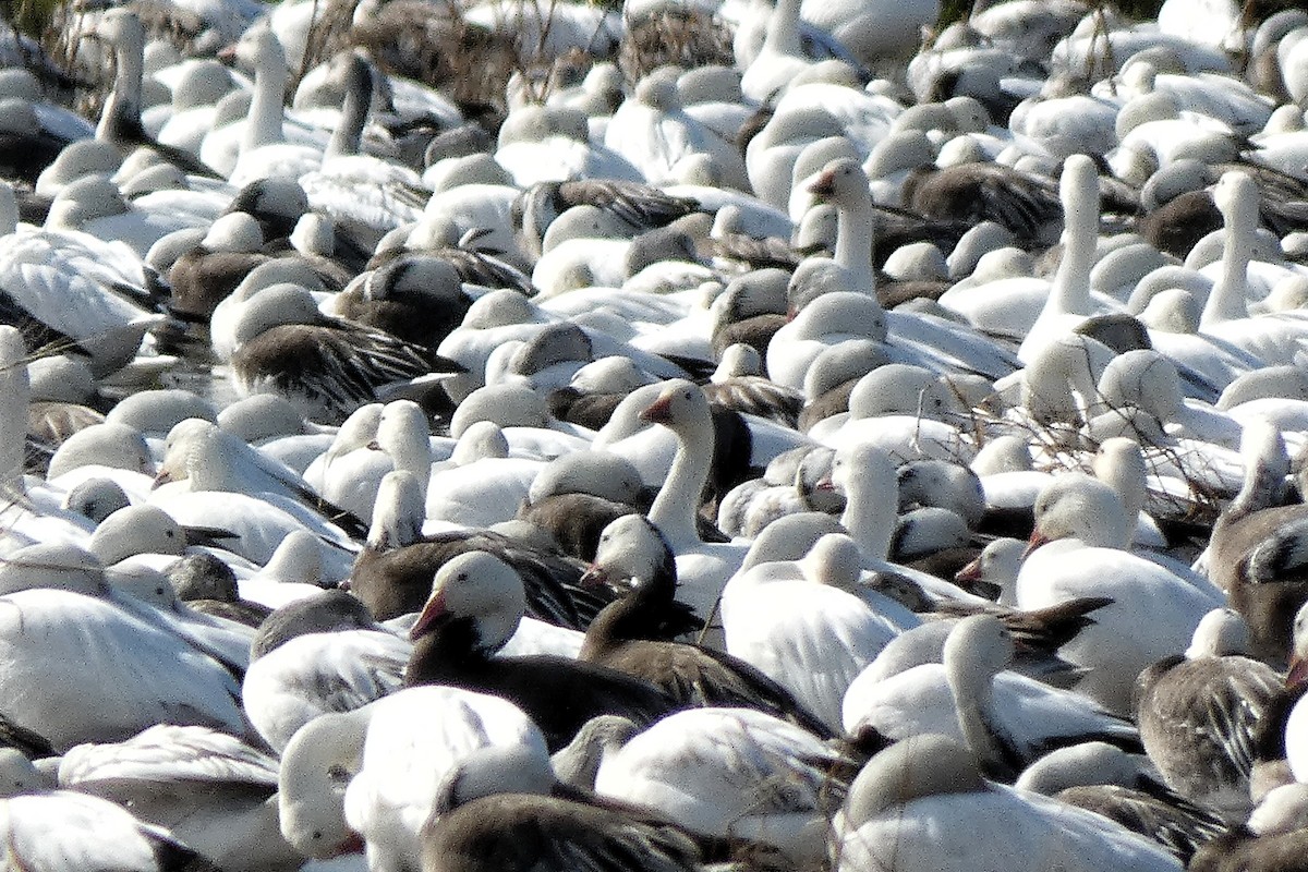 Kar Kazı - ML646877412