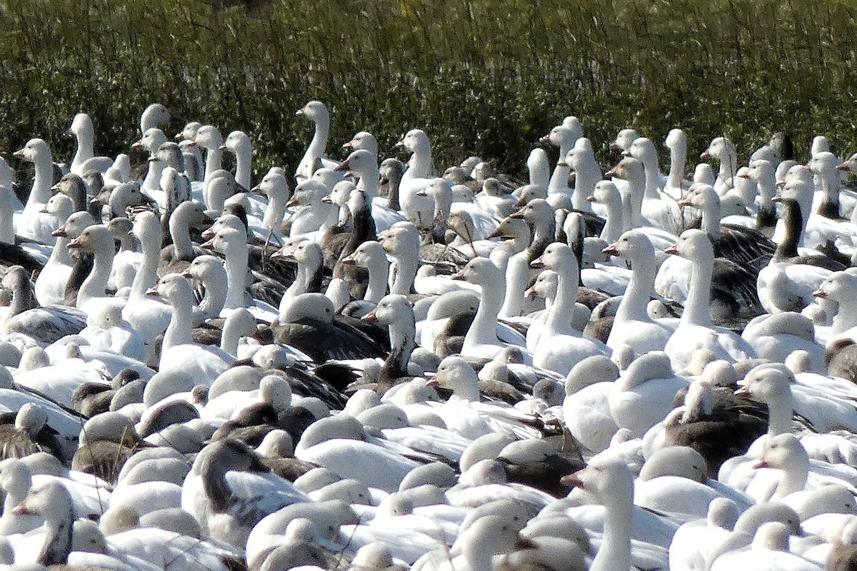 Kar Kazı - ML646877413