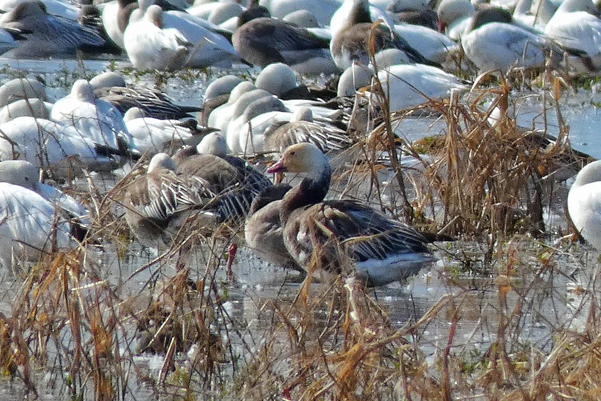 Kar Kazı - ML646877414