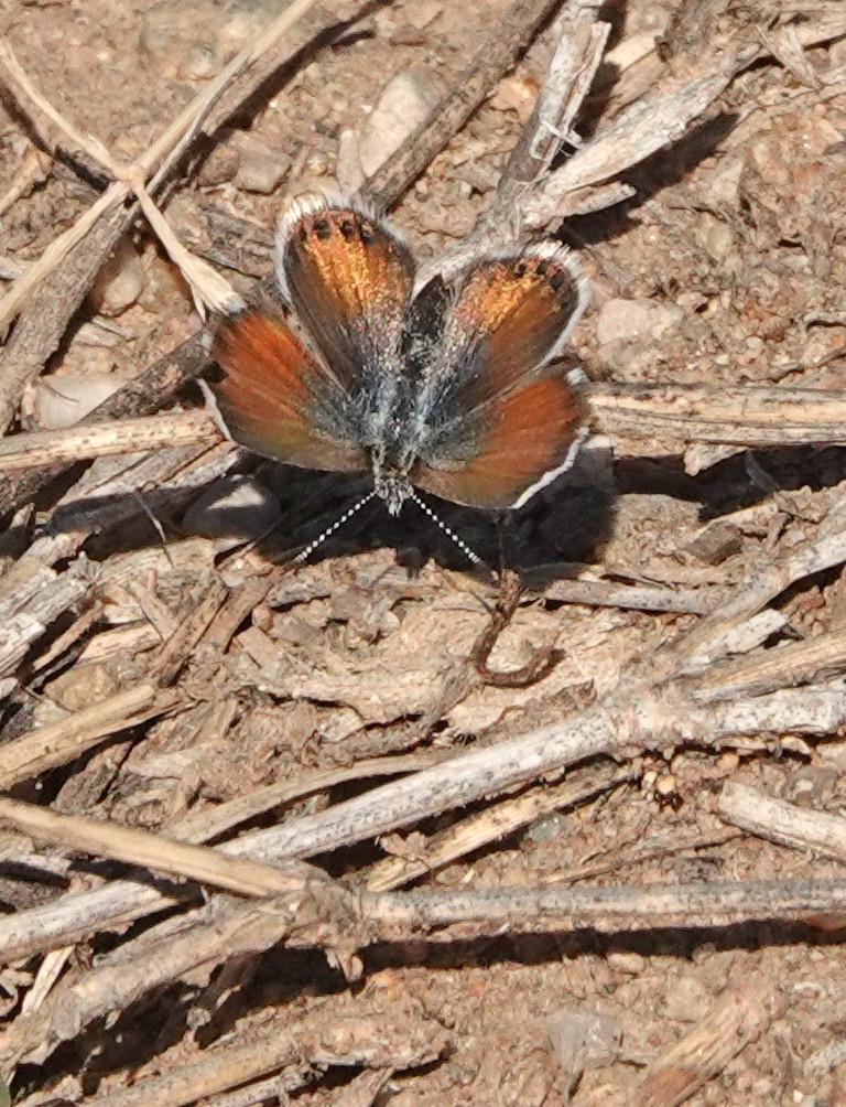 Western Pygmy-Blue - ML646877415