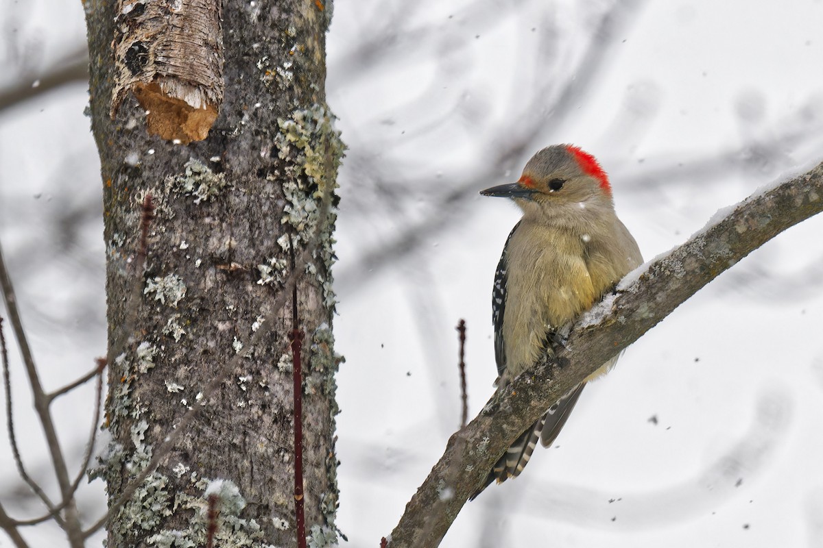Red-bellied Woodpecker - ML646877416