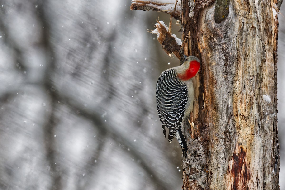 Red-bellied Woodpecker - ML646877417