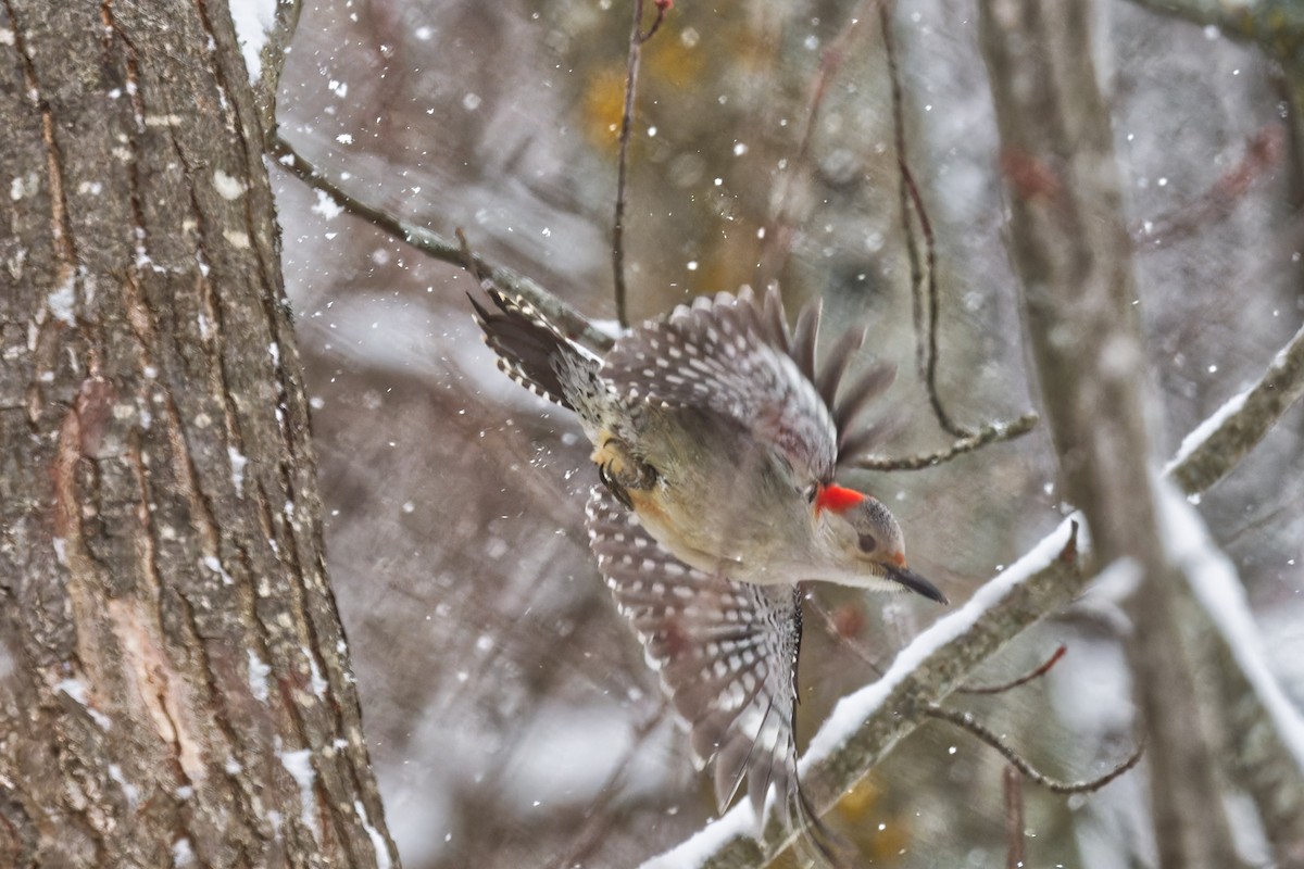 Red-bellied Woodpecker - ML646877418