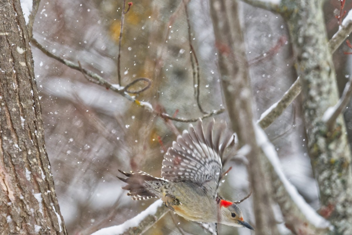 Red-bellied Woodpecker - ML646877419