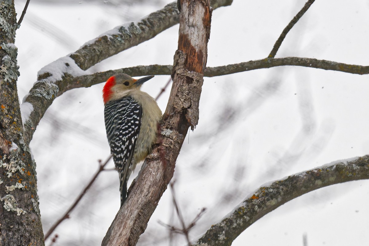 Red-bellied Woodpecker - ML646877420