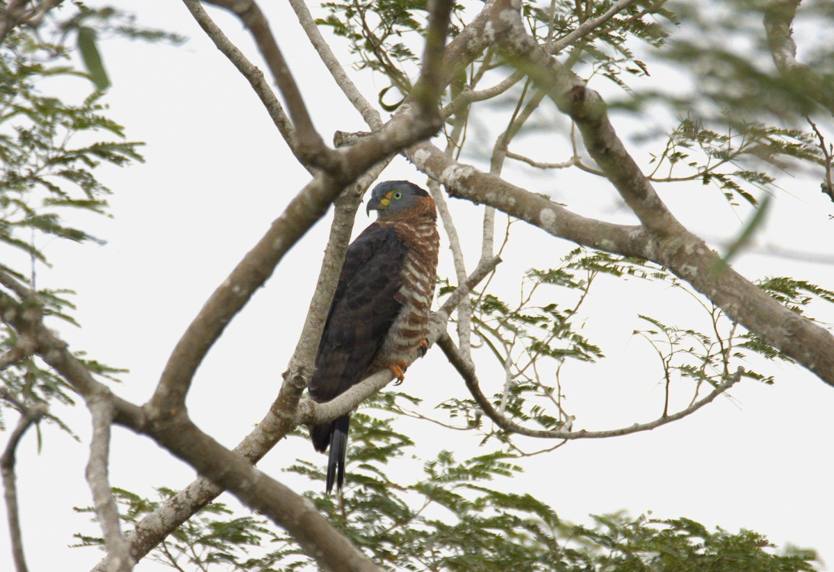 Hook-billed Kite - ML646877421