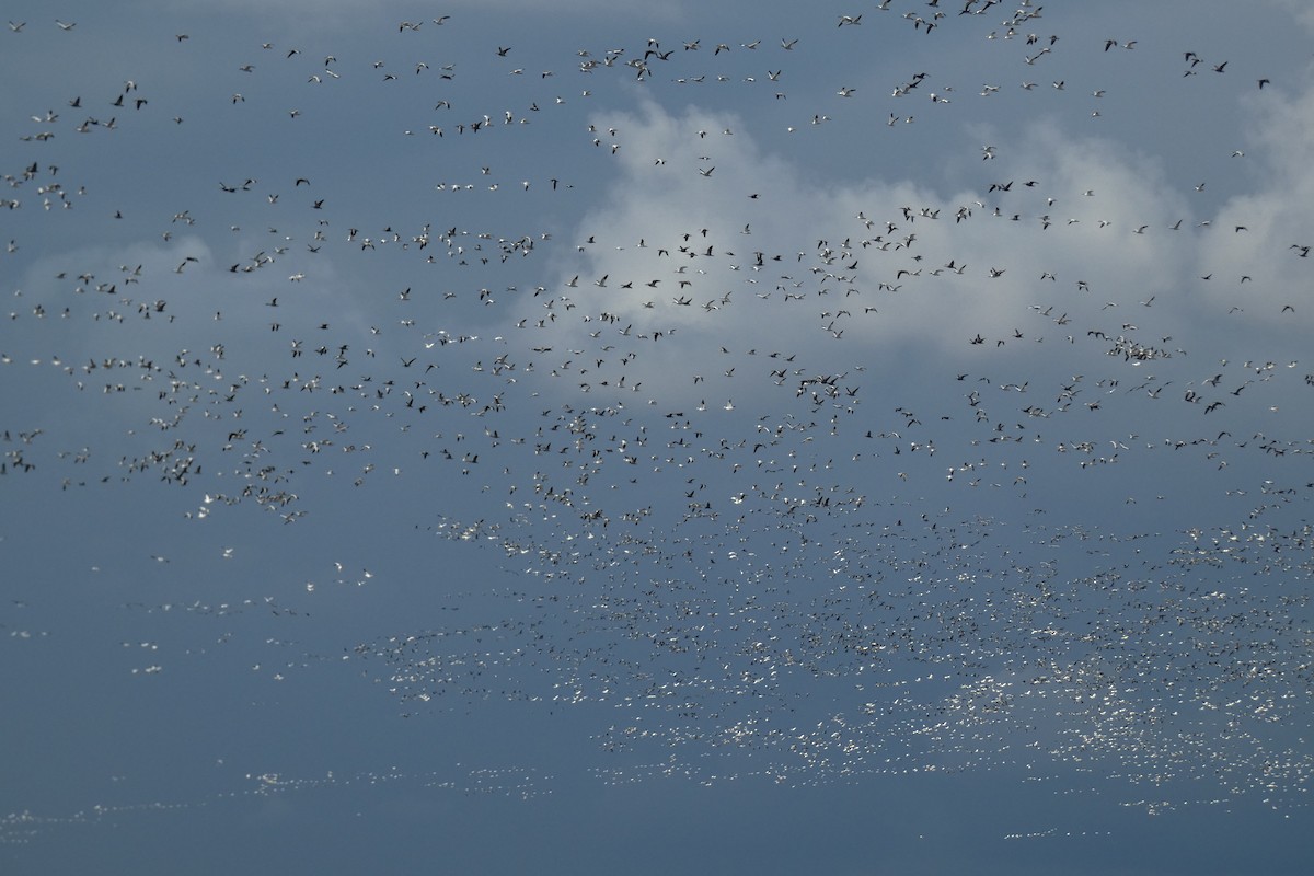 Kar Kazı - ML646877425