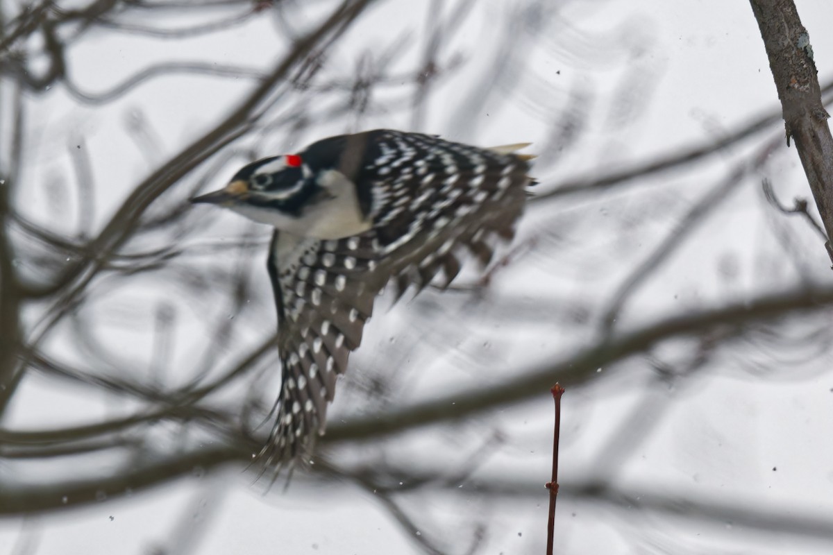 Hairy Woodpecker - ML646877426