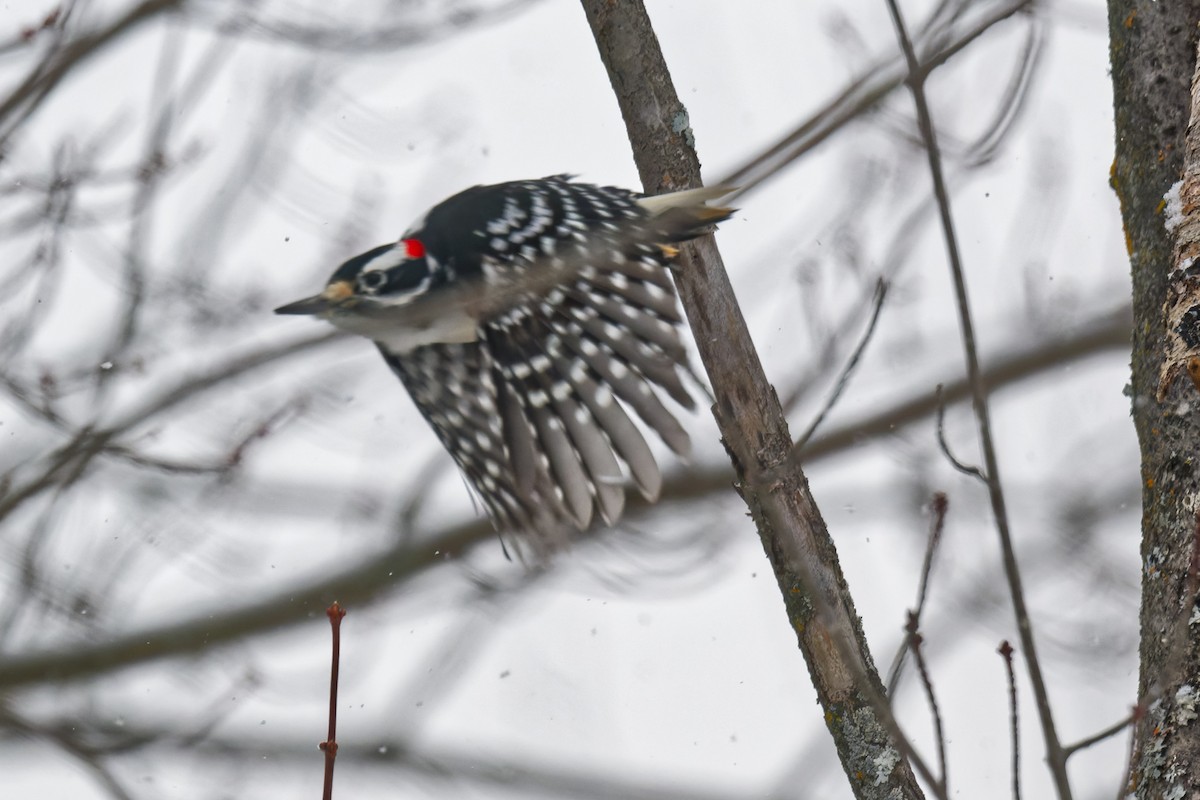 Hairy Woodpecker - ML646877427
