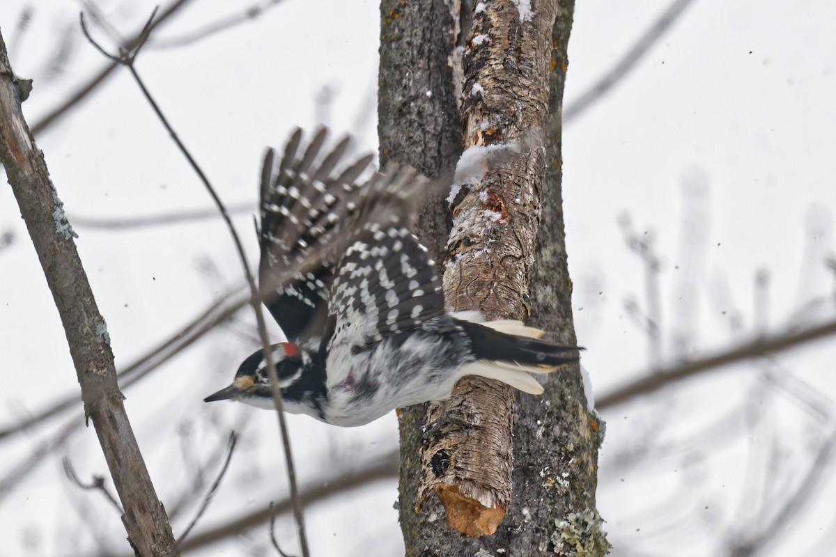 Hairy Woodpecker - ML646877428