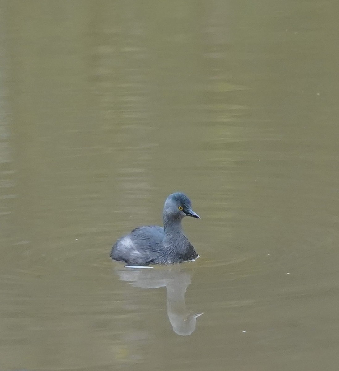 Zampullín Macacito - ML646877434