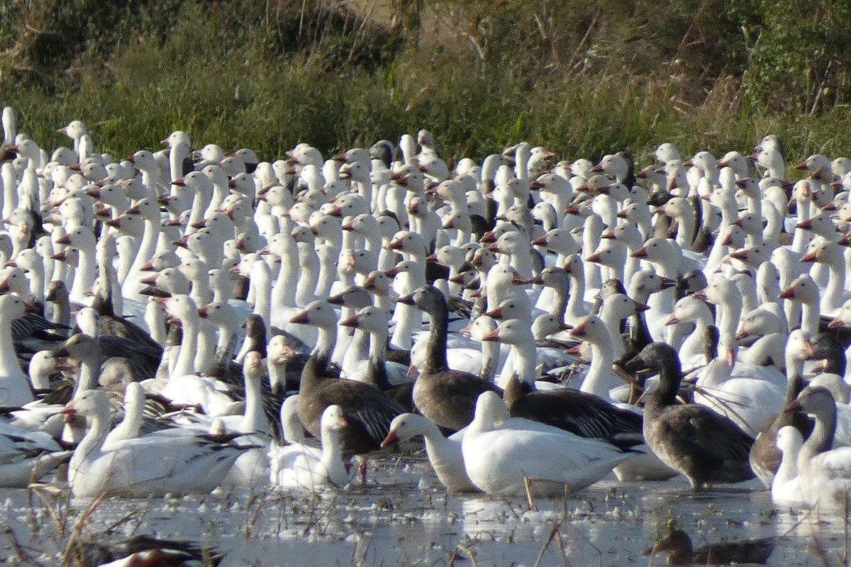 Kar Kazı - ML646877435