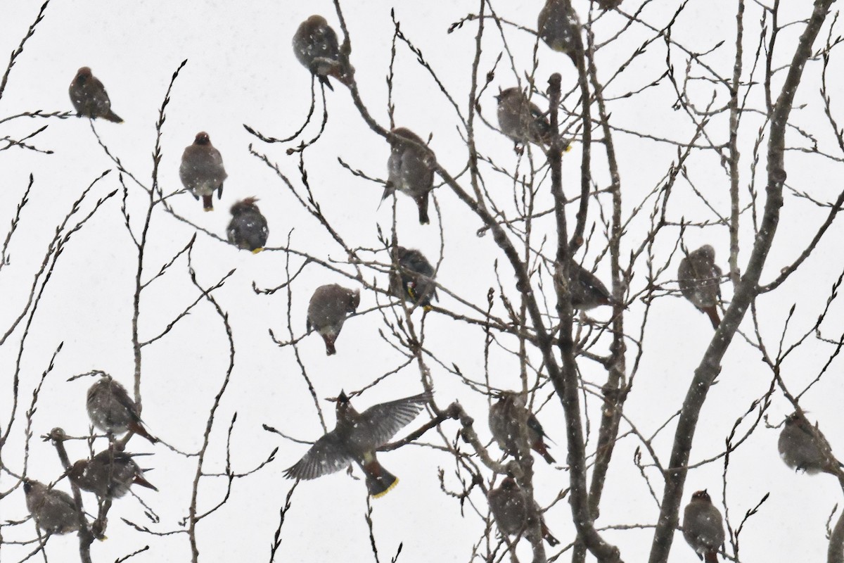 Ampelis Europeo - ML646877441