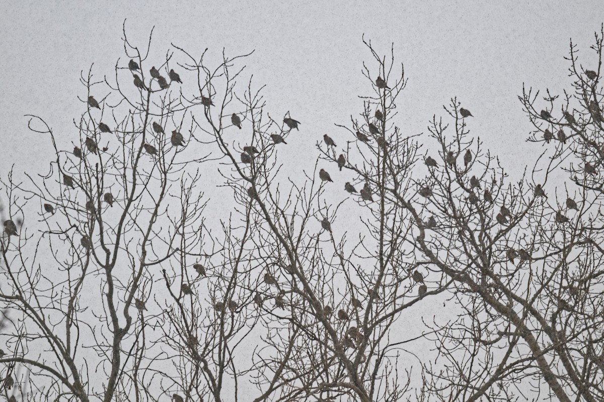 Ampelis Europeo - ML646877442