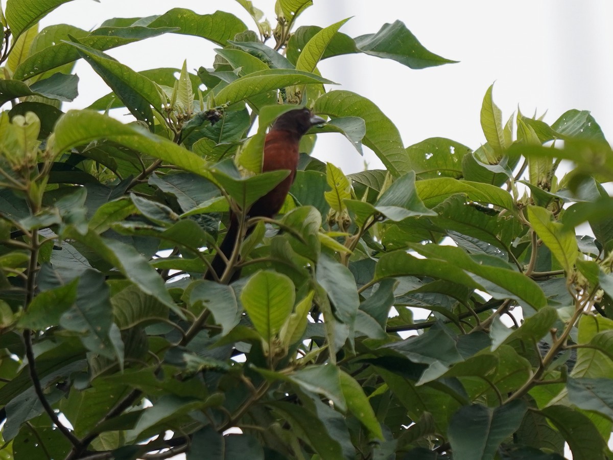 Silver-beaked Tanager - ML646877443