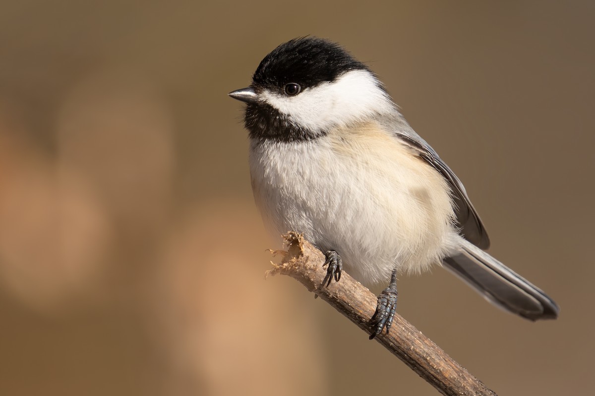 Black-capped Chickadee - ML646877447