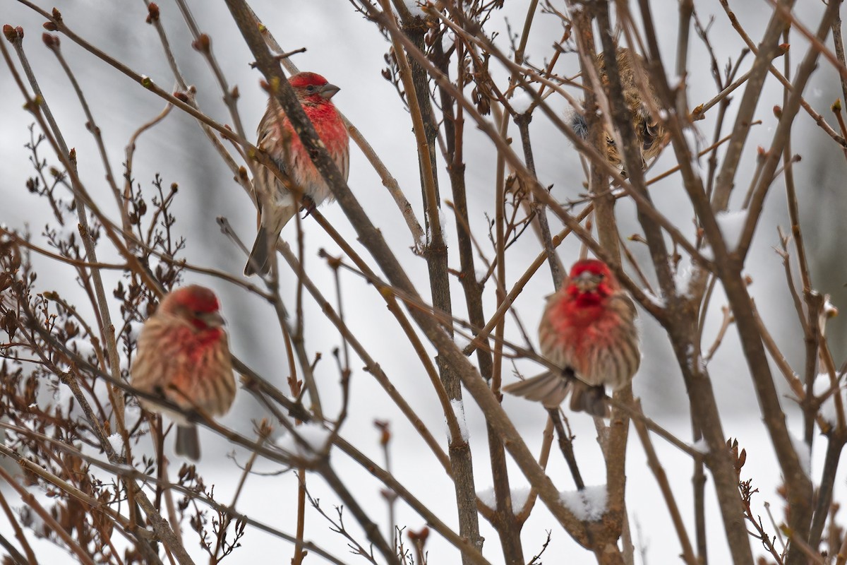 House Finch - ML646877448
