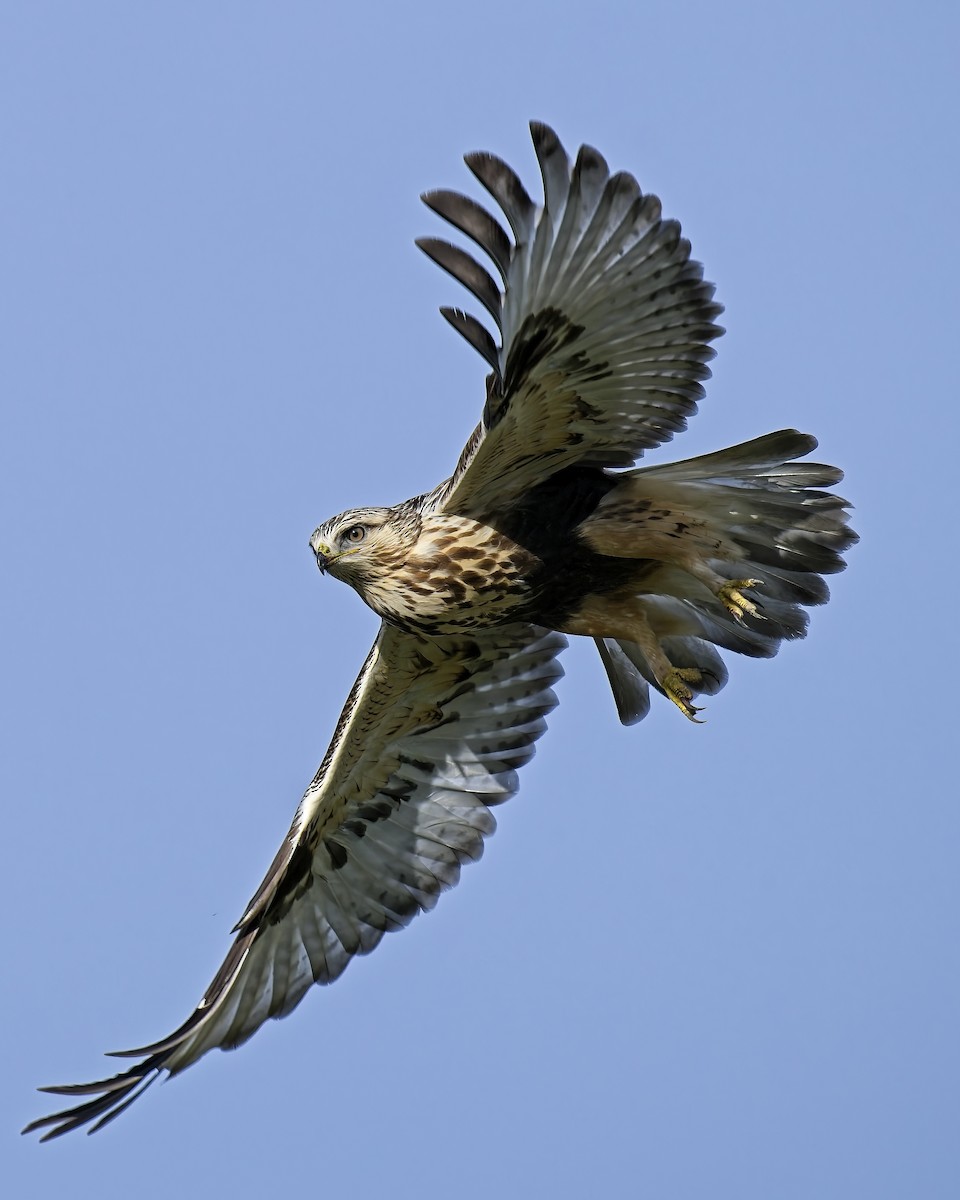 Buse pattue - ML646877456