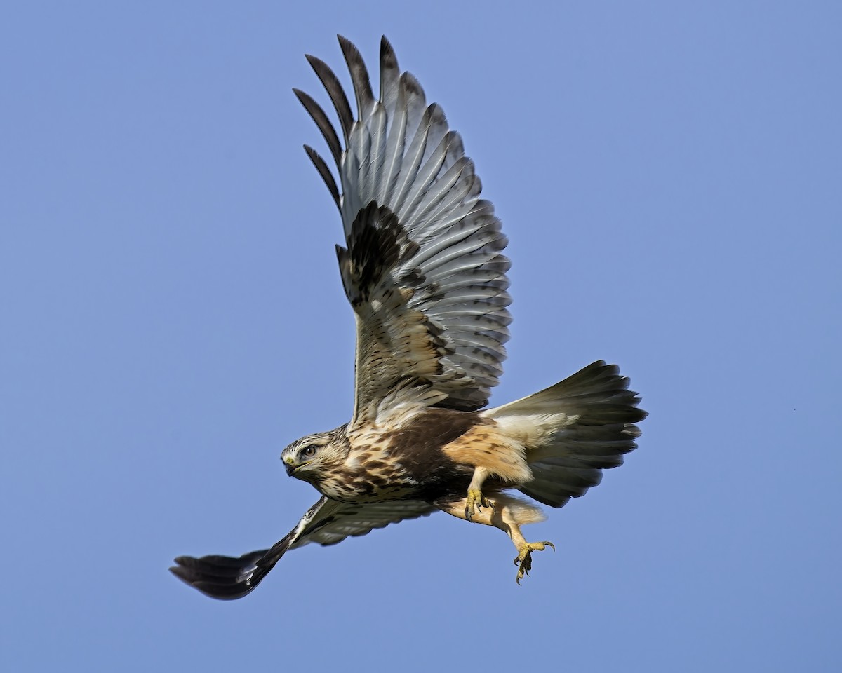 Buse pattue - ML646877457