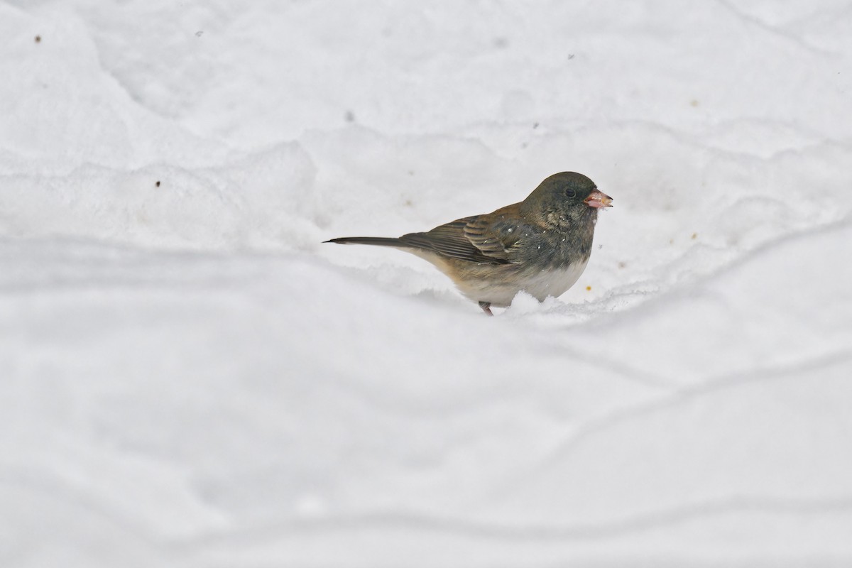 Dark-eyed Junco - ML646877458