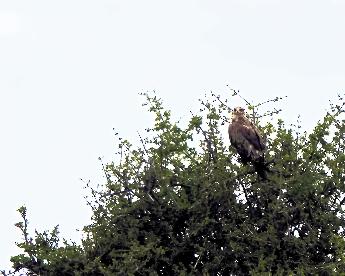Tawny Eagle - ML646877461